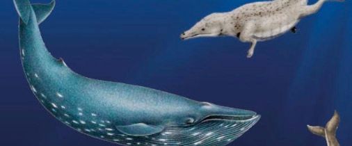 Interclub d'area Peloritana - I nostri amici cetacei. Quando le balene avevano le zampe